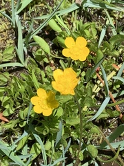 Ranunculus alismifolius