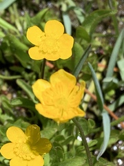 Ranunculus alismifolius
