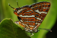 Cigaritis vulcanus vulcanus