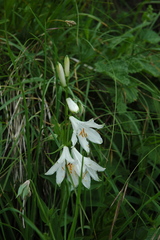 Paradisea liliastrum