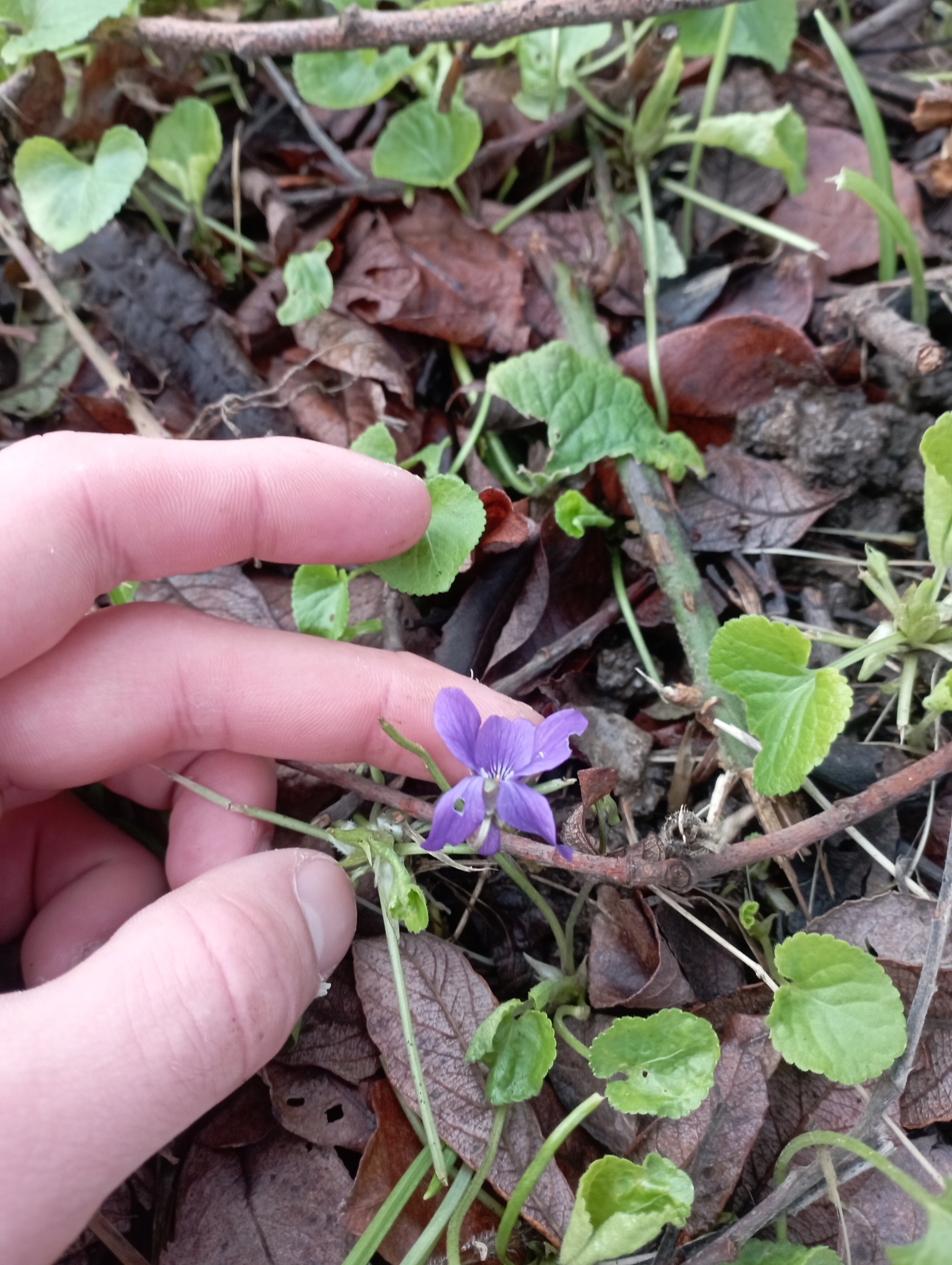 Imagem de Violeta