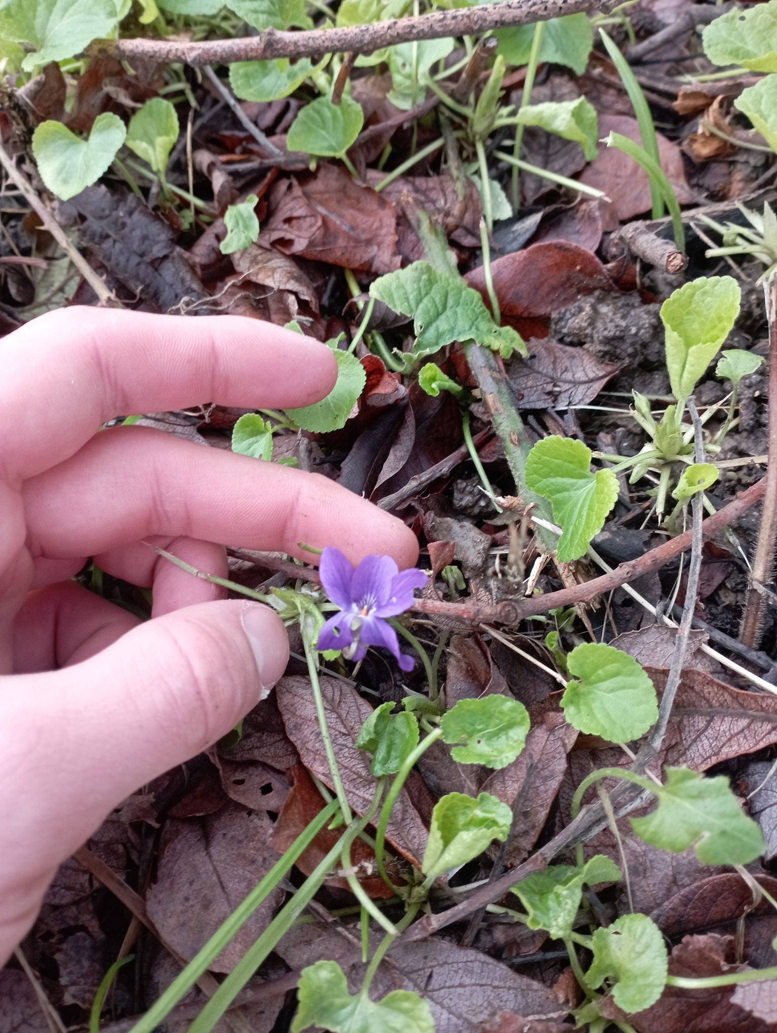 Imagem de Violeta