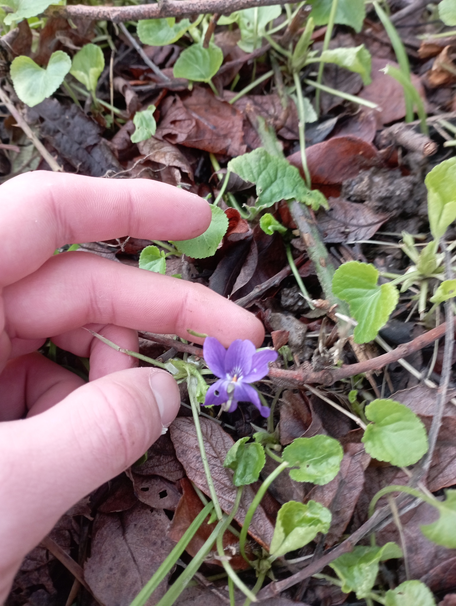 Imagem de Violeta