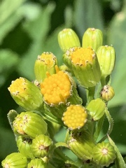 Senecio triangularis