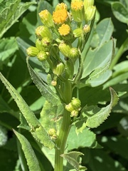 Senecio triangularis