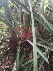 Bromelia karatas