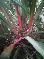 Bromelia karatas