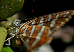 Cigaritis vulcanus vulcanus