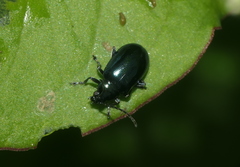 Altica cyanea