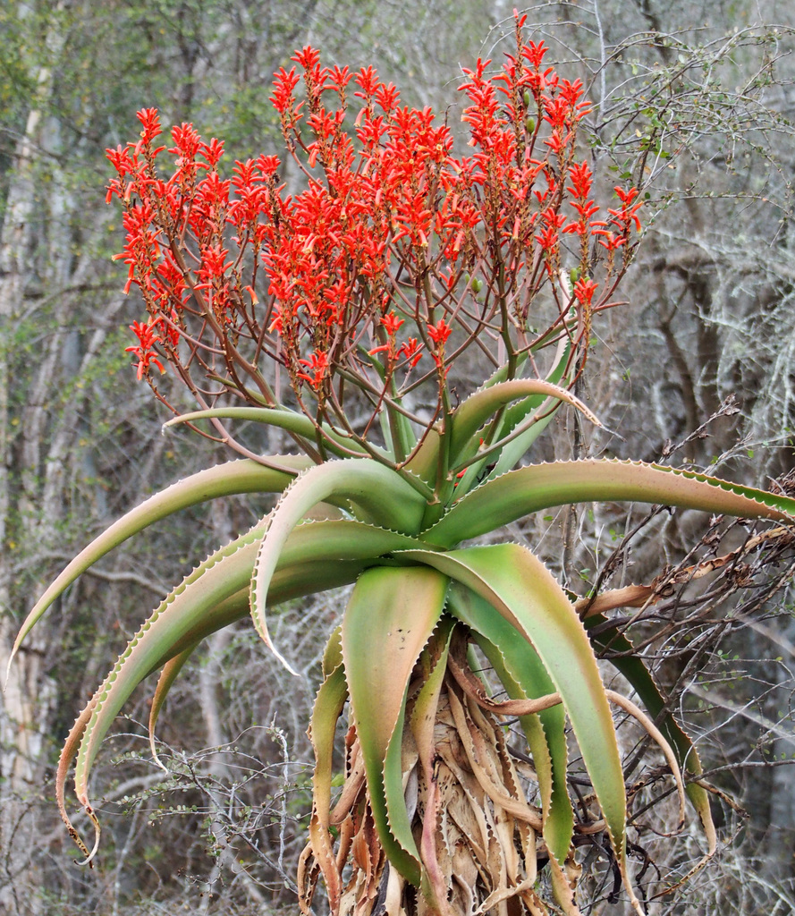Aloe vaombe — a medium houseplant