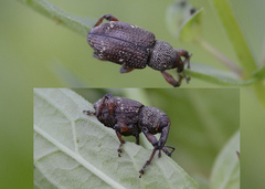 Hylobius transversovittatus