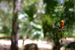 Trichonephila clavipes image