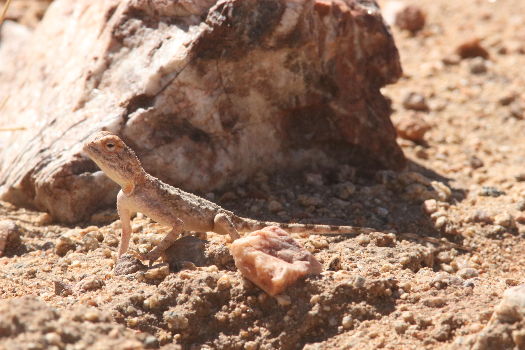 Agama anchietae Bocage, 1896
