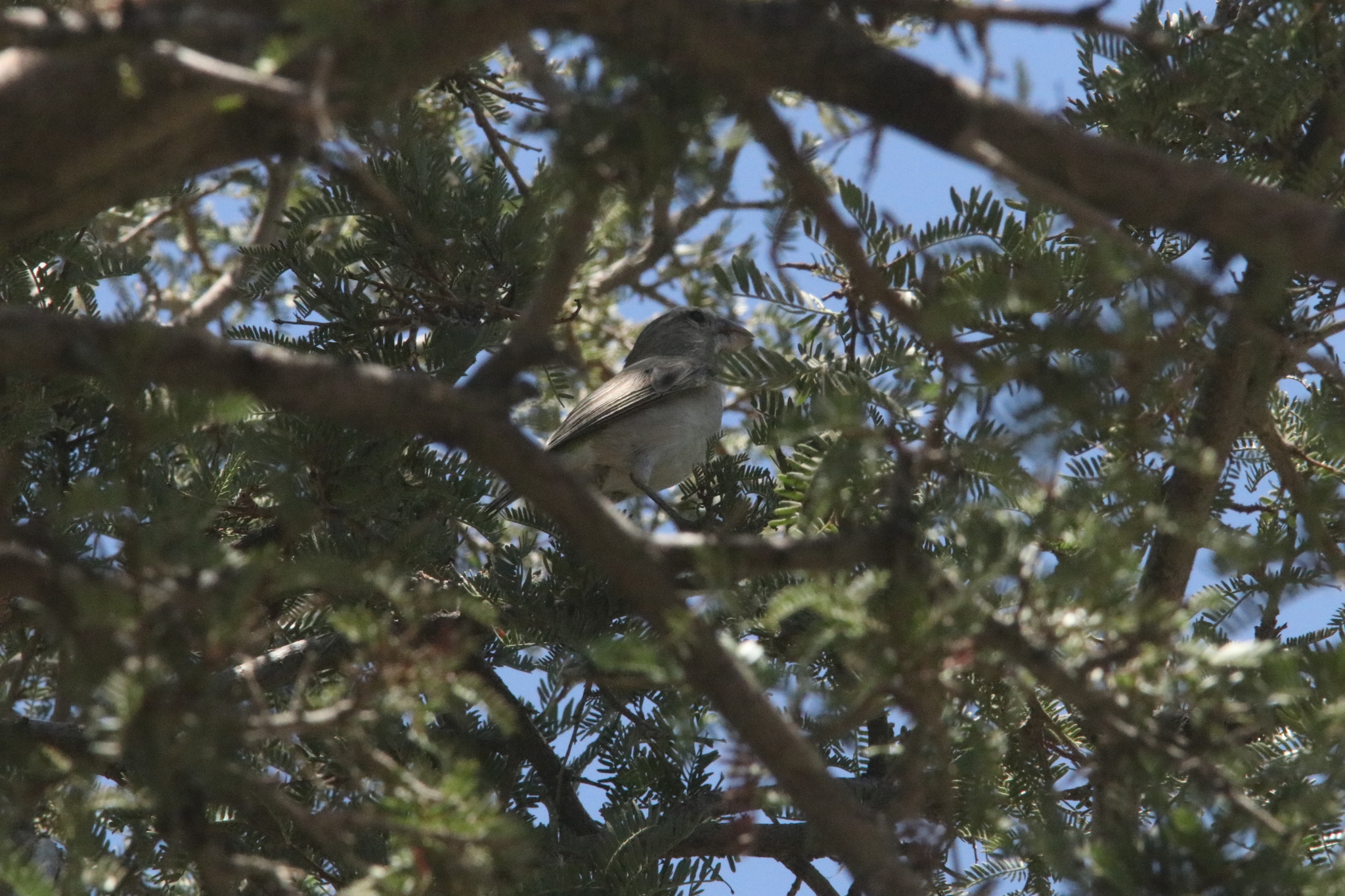 White-throated Canary (Crithagra albogularis), photo 10
