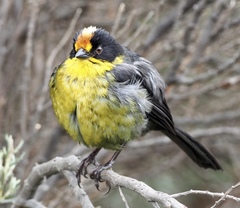 Atlapetes pallidinucha