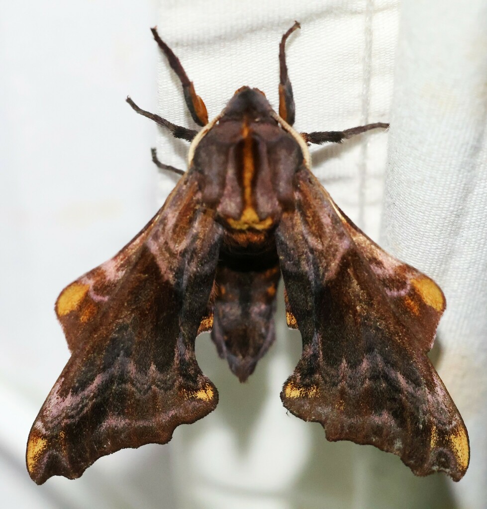 Small-eyed Sphinx from Porter County, IN, USA on May 15, 2024 at 09:35 ...