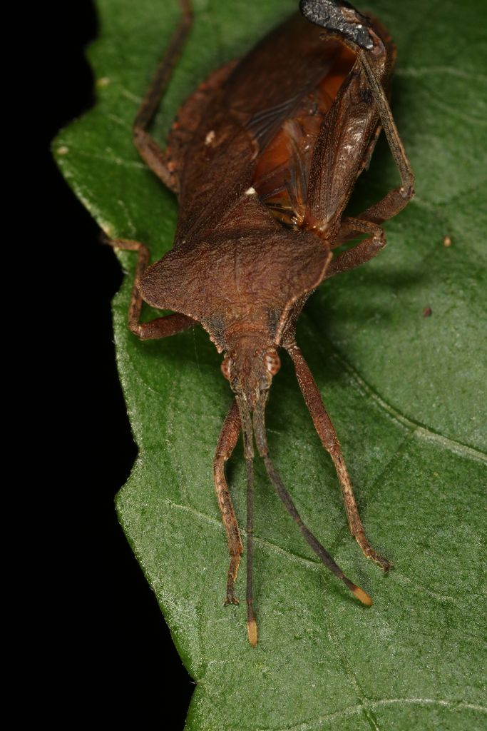 Sethenira testacea