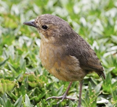 Grallaria quitensis