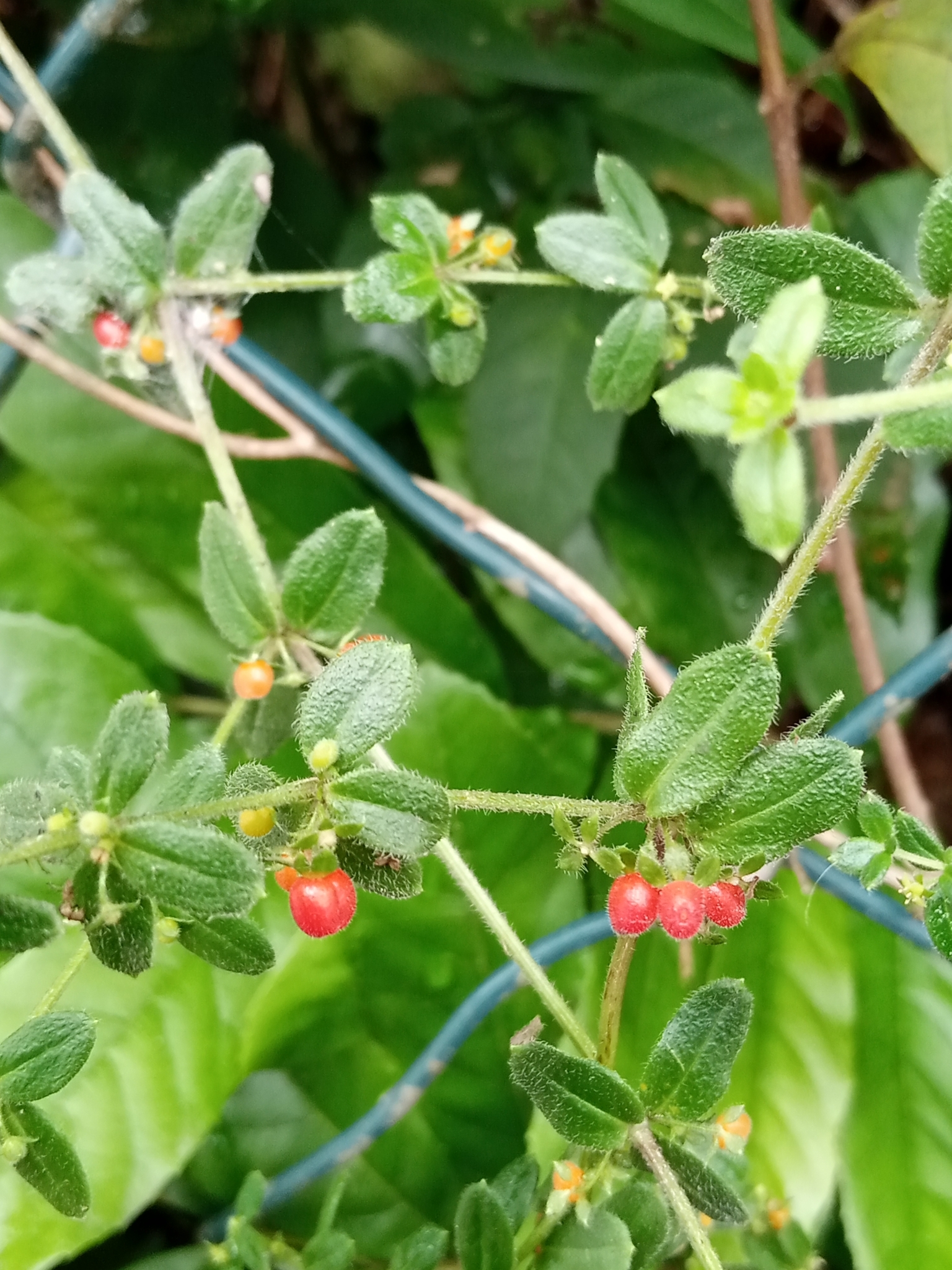 Imagem de Tangerininha do brejo