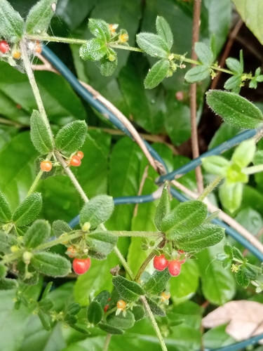 Foto de Tangerininha do brejo