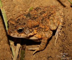 Hallowell's Toad photo 3
