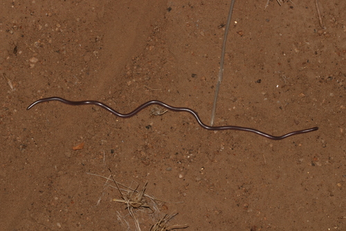 Western Thread Snake