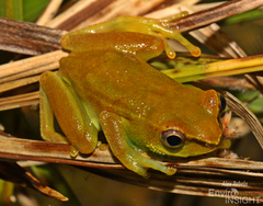 Dotted Reed Frog photo 4