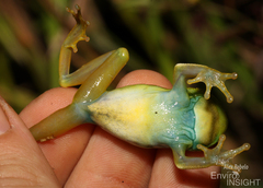 Dotted Reed Frog photo 2