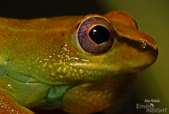 Dotted Reed Frog photo 3