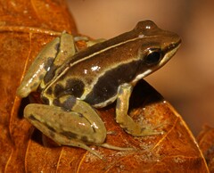 Macenta River Frog photo 2