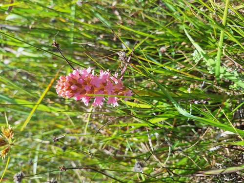 Image of Satyrium hallackii by (c) Adele SL, some rights reserved (CC BY)
