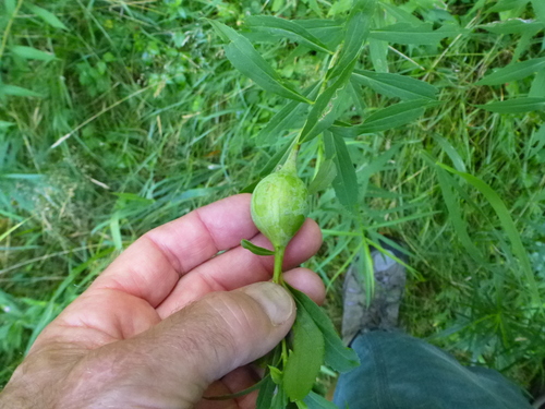 Goldenrod Gall Fly photo 5