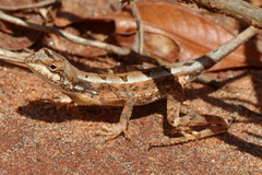Sitana devakai