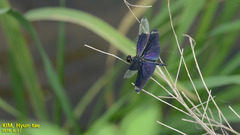 Rhyothemis fuliginosa