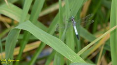 Orthetrum albistylum speciosum