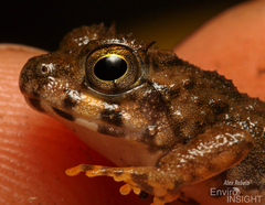 Ringed River Frog photo 4