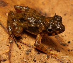 Ringed River Frog photo 3