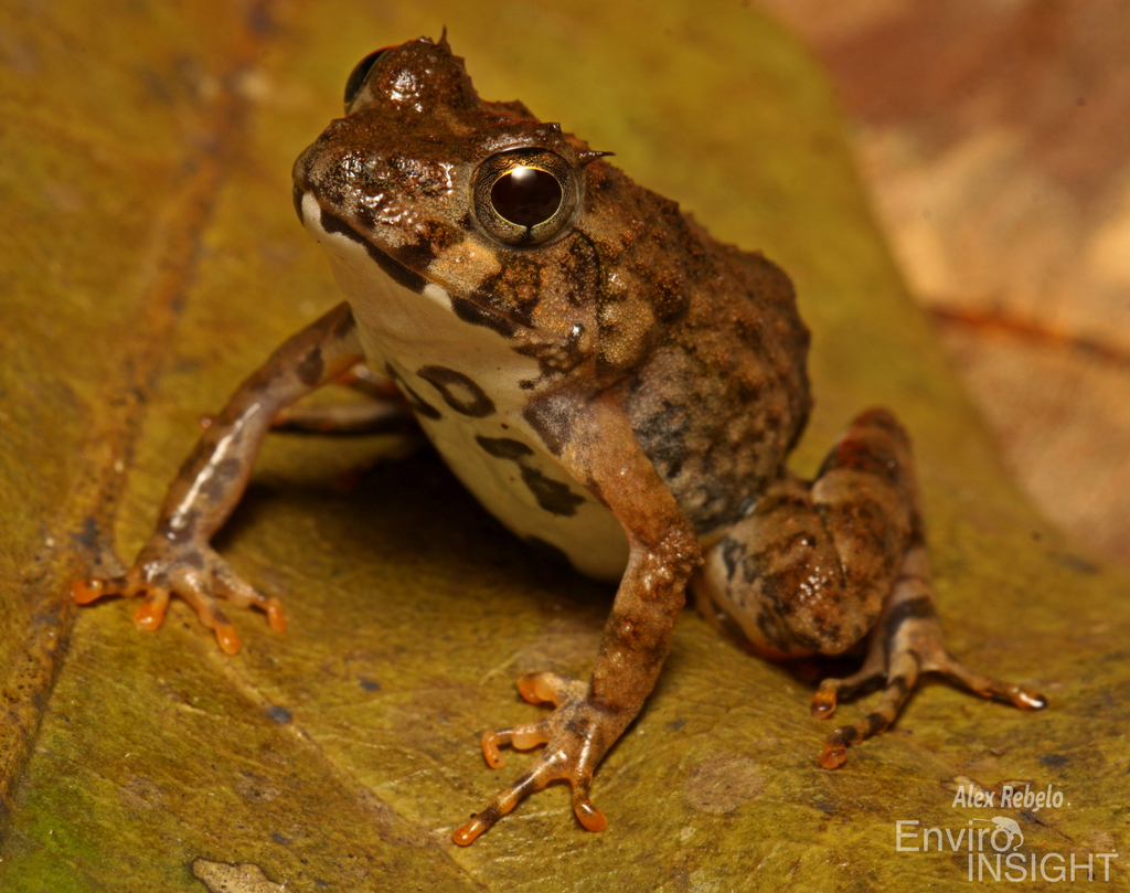 Ringed River Frog