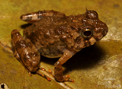 Ringed River Frog photo 2