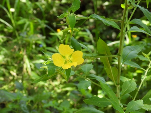 Foto de Ludwigia