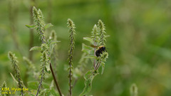 Bombus opulentus