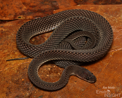 Matschie's African Ground Snake photo 2
