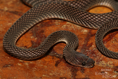 Matschie's African Ground Snake photo 1
