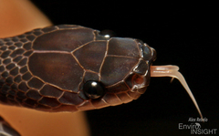 Matschie's African Ground Snake photo 5