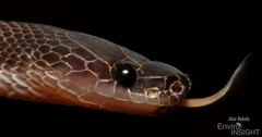 Matschie's African Ground Snake photo 4