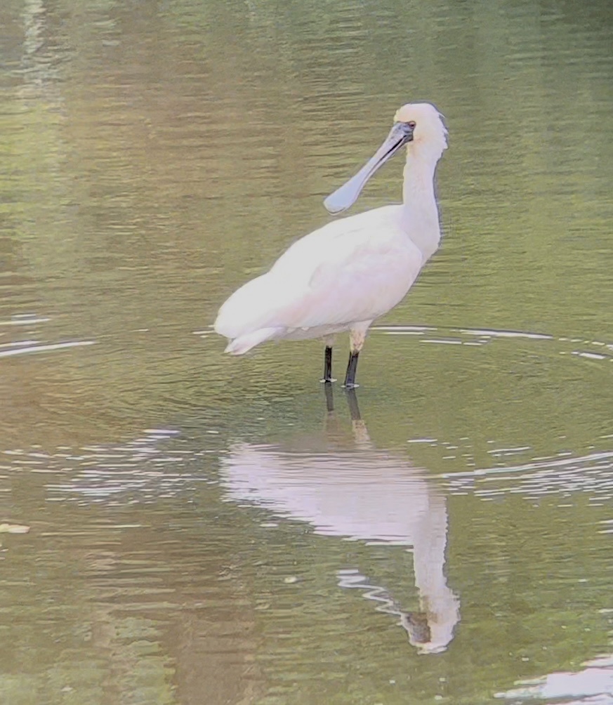 Black-faced Spoonbill