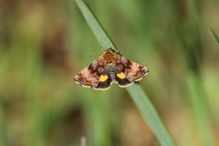 Panemeria tenebrata