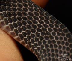 Matschie's African Ground Snake photo 3