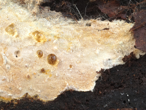 Phanerochaete velutina, 2025-01-06