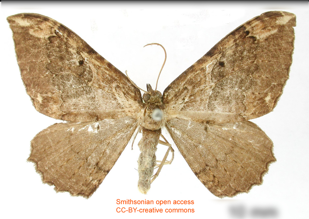 Triphosa aberrans